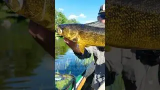 Big walleye out of the Rideau River!
