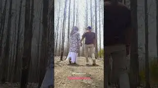 The Alluring Charm of Teak Forests in Summer #shorts #short #viral