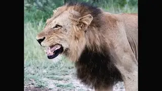 Southern Black Dam Male Lion Approached the Nkuhuma Pride | Surprise | 7 March 2025