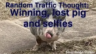 Random Traffic Thought: Winning, lost pig and Selfies