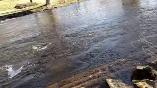 Allenberry dam 2017, fly fishing area