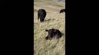 Cows Chilling and Grazing on a Windy Hill!