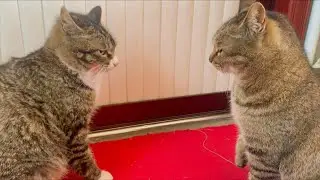 猫咪打架有多凶：母猫争夺孩子抚养权，3次过肩摔，必须打服你！