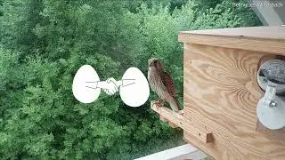 Turmfalken - Windsbach Kestrels - Kanal Trailer 2022