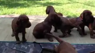 Cachorros Setter Irland&eacute;s / Irish Setter Puppies