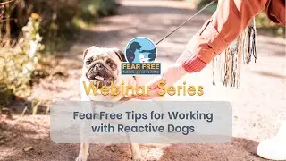 Fear Free Tips for Working with Reactive Dogs