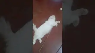 sathya sandathayude randu mukhangal😻😻😻😻😻