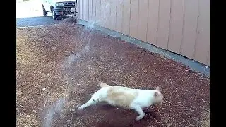 Instant karma when cat tries to poop on our walkway