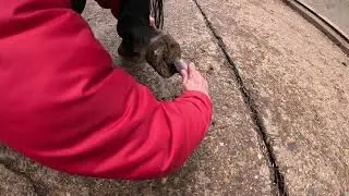 Hoof Pick Practice