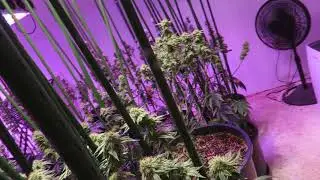 Week 5 Flower Grease Monkeys 11-13-2021