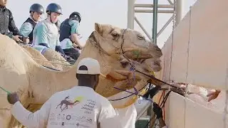 Watch: French rider gallops to victory in Riyadh's richest Ladies Camel Race