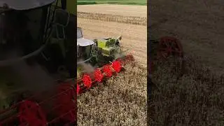Wheat Harvest #claas #oldtimer #combine #farming #harvest #wheat #subscribe #tractor #drone