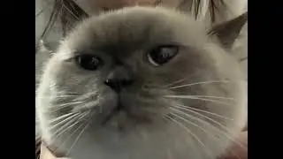 Adorable Exploding Cuteness: Hilarious Meeting with a Clingy Dumpling Cat! #CatObsessed...