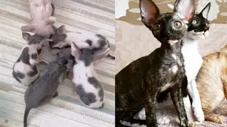 COOL CORNISH REX MOMENTS