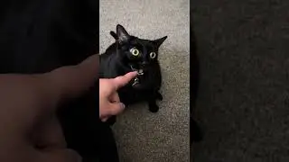 Cat Reacts Hilariously After Biting Pet Parents Finger