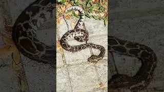 Snake 🐍 #youtube #snake #asiansnake #anali
