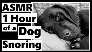 ASMR 1 Hour Dog Snoring (Sounds Human) for Sleep or Relaxation