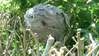 Hvepsebo, Wasps nest, video