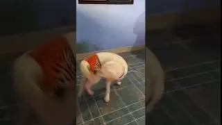 Dog spinning meme🤣| Watch till end| #shorts #memes