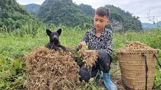 How to harvest peanuts to sell. Orphan boy Nam's joy when he sold out of peanuts | Nam - poor boy