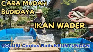 CARA MUDAH BUDIDAYA IKAN WADER untuk Pemula, PROFITNYA BIKIN KAGET!