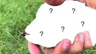 Fly Fishing Urban Creek (EXOTIC Fish Caught!)