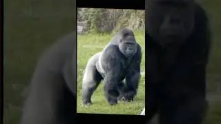 Power scaling Gorilla vs Hummingbird #powerscaling #kong #animals #youtubeshorts