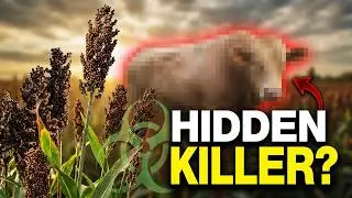 Why is SORGUM Toxic for animals?