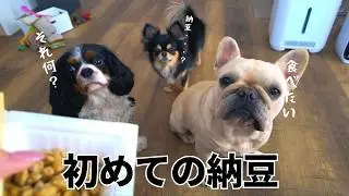 生まれて初めて納豆を食べた犬の反応がこちら