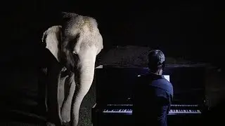 &ldquo;Silent Night&rdquo; on Piano for Blind Elephant