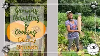 Growing, Harvesting & Cooking Candy Squash I 5 Dog Farm
