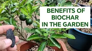 BIOCHAR O ULING Napakagandang Gamitin sa Garden 