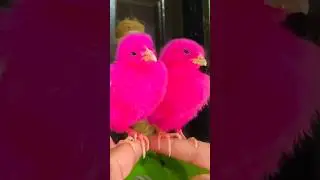 Million Colors Cute Tweeties 💗 Colored Hen Babies #shorts #viralvideo #chicks