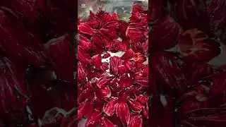Freshly harvested sorrel