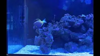 Power Brown Tang with Mirror