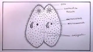 How To Draw How To Draw Paramaecium in Conjugation  Diagram