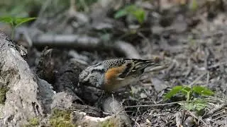 Юрок, или вьюрок - Brambling - Fringilla montifringilla