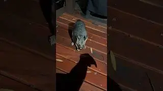 Cunning rat ; ~ Horror story 😨