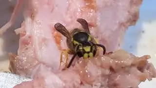Wasp's Dinner with Louise and Greg