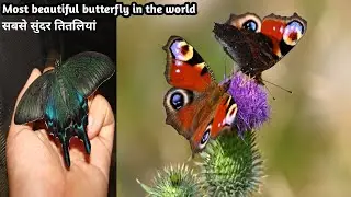 beautiful butterfly | दुनिया की सबसे सुंदर तितलीया | Most beautiful butterfly in the world