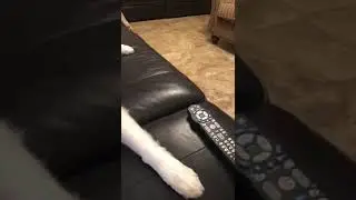 Doggie TV intervention
