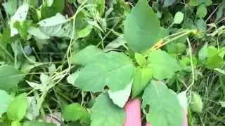 Medicinal plant - jewelweed