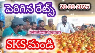 20-09-2025 today Kolar tomato market rates/today Tomato price Kolar tomato rates #kolar #skskissan 