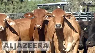 Australia bid to boost China beef exports amid Brazil row