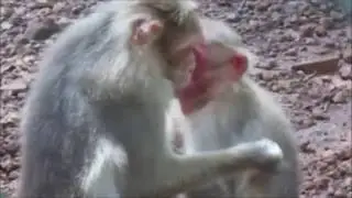 Loving Monkey family... protecting their baby... so cute... Mother's love on its baby