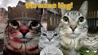cat stare meme story (zazu stare)