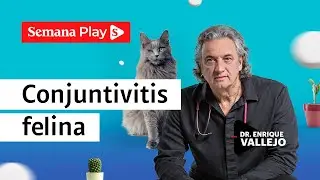 ¿Cómo detectar la conjuntivitis felina? | Enrique Vallejo en Salud Animal