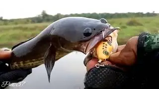 HARUAN PENGHUNI RAWA YANG TERPENDAM...|| Mancing LIAR || [ Wild ] Fishing Adventure #14