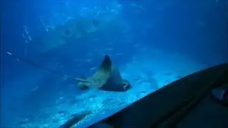 Ozeaneum, Hansestadt Stralsund, Deutschland / Ozeaneum, ганзейский город Штральзунд, Германия