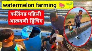 कलिंगड पहिली आळवणी ड्रिंचिंग 2026 | watermelon farming | कलिंगड नियोजन | tarbuj | milind bhor 